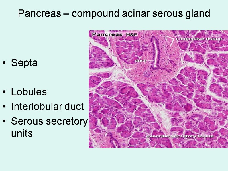 Pancreas – compound acinar serous gland  Septa  Lobules Interlobular duct Serous secretory